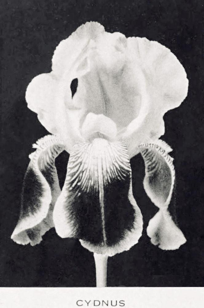 Photo of the documentation of Tall Bearded Iris (Iris 'Cydnus') posted