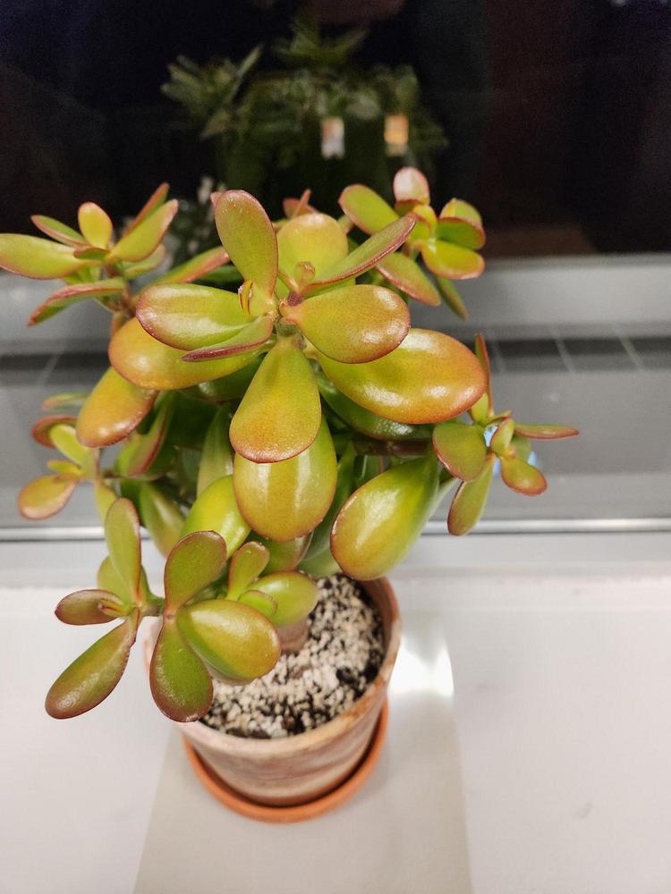 Jade plant suddenly changed colour in the Cactus and Succulents forum