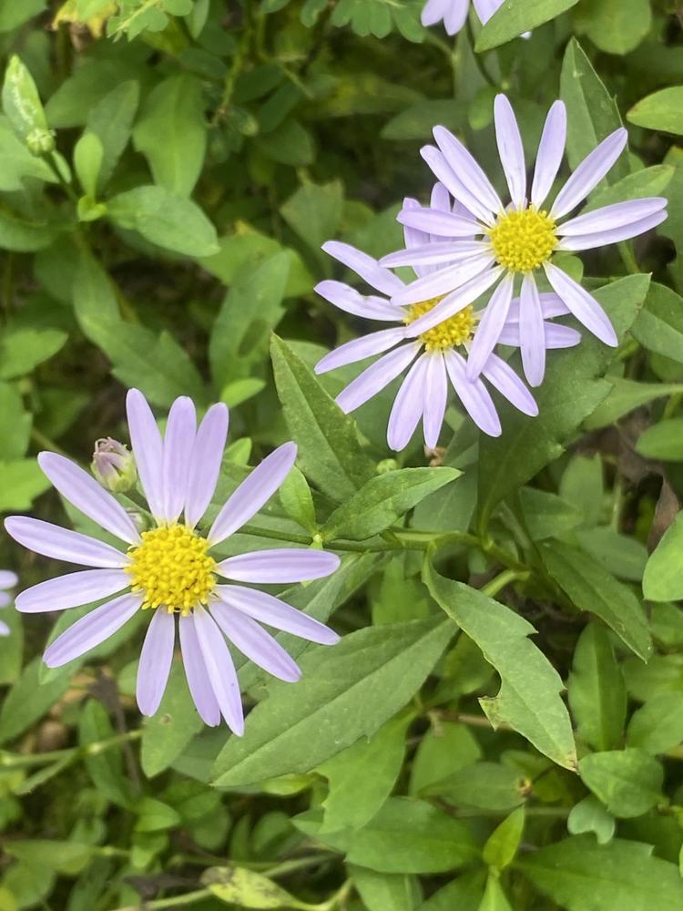 Kalimeris indica subsp. indica