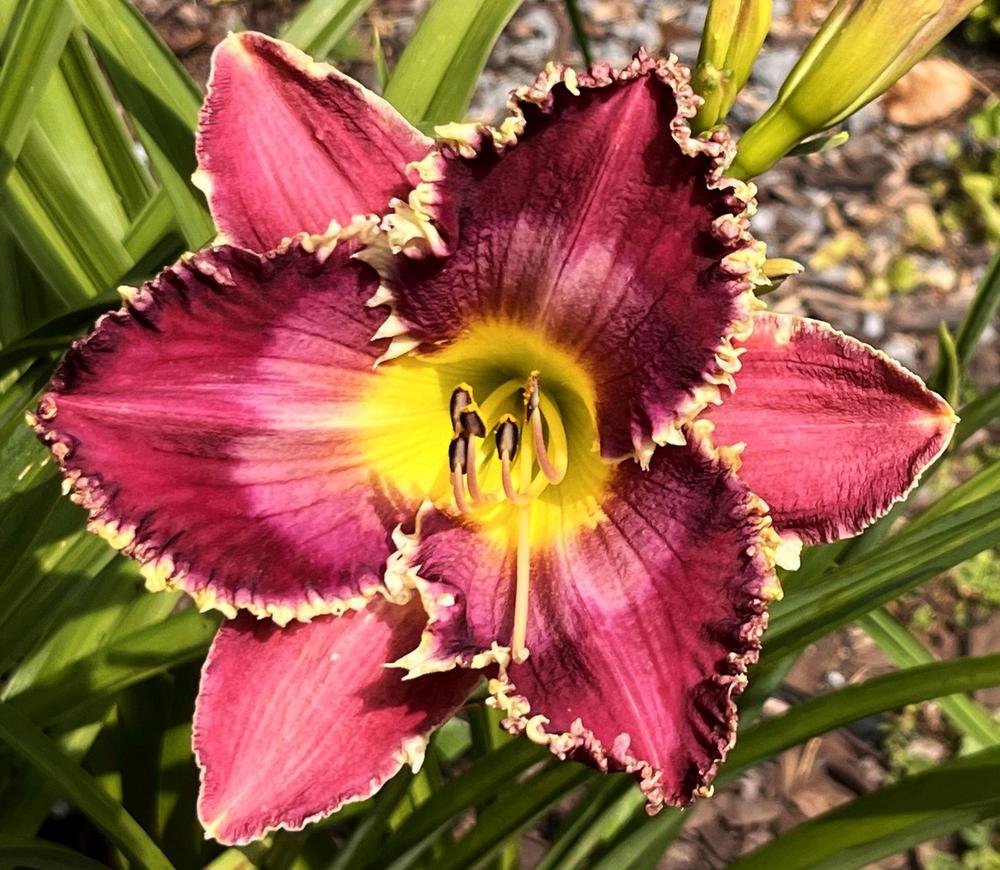 photo-of-the-bloom-of-daylily-hemerocallis-beebleberry-pie-posted