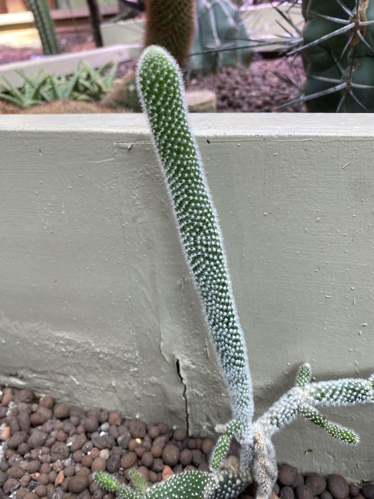 Photo of the entire plant of Bunny Ears (Opuntia microdasys) posted by ...