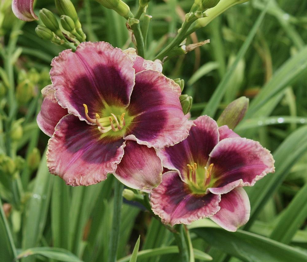 Daylily (Hemerocallis 'Lillian's Quest for Grape-ness') in the ...