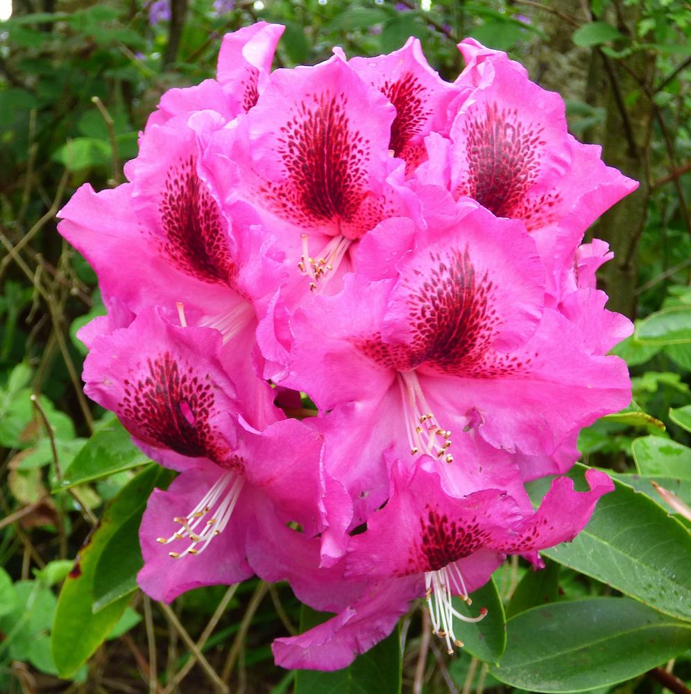 Rhododendron 'Broxton 247' in the Rhododendrons Database