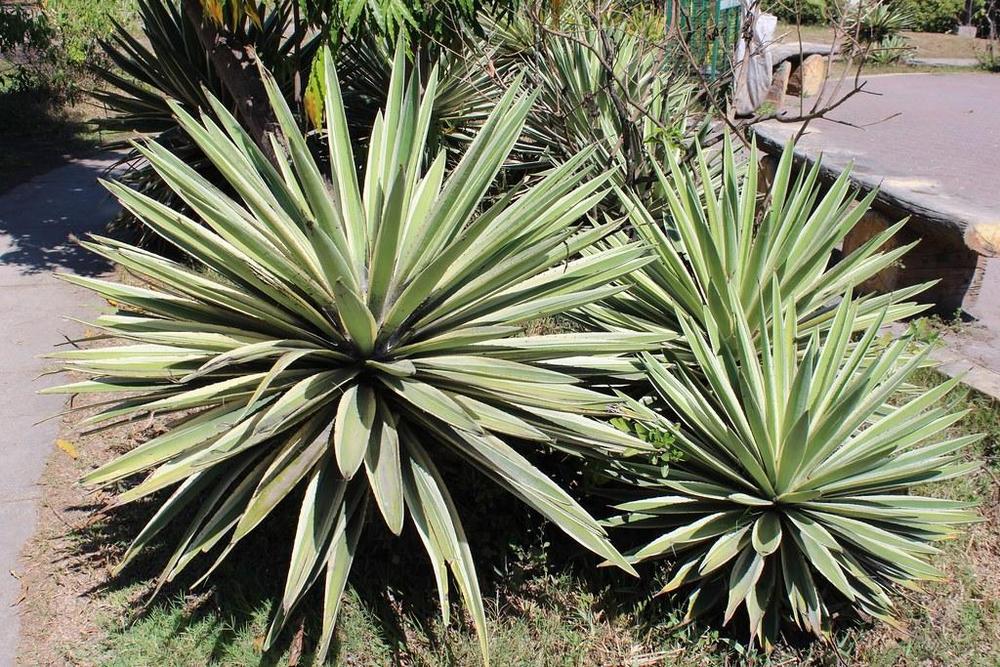 what is this bush in the Plant ID forum