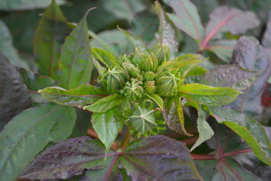 Jam Pyaro Sepal Photo of the closeup of buds, sepals and receptacles of Hybrid Hardy ...