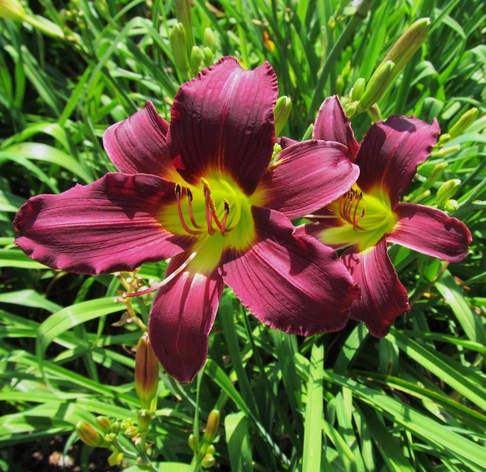 Daylily (Hemerocallis 'Gekko Garden Grape Effect') in the Daylilies ...