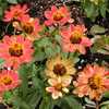 Creeping Zinnia is an excellent low growing flowering annual