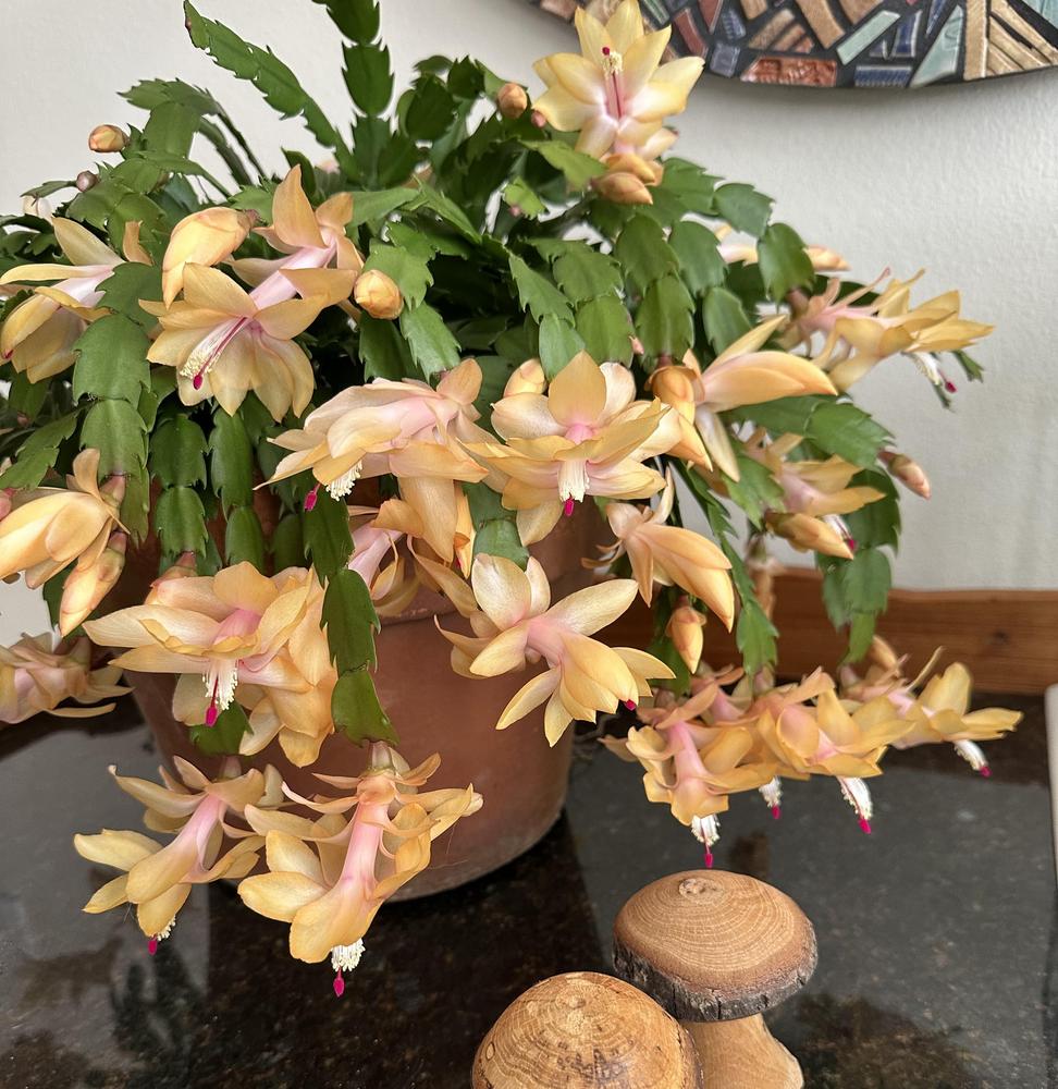 Christmas Cactus Starter Plant – 'Gold Butterfly' Schlumbergera Truncata – Well-Rooted & Healthy
