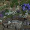 Triteleia hyacinthina