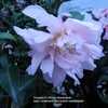 Camellia 'Paradise Petite'