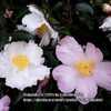Camellia sasanqua 'Maiden's Blush'
