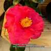 Camellia 'Dr Burnside'