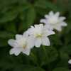 Large flowers than other anemones... blooms in April - June