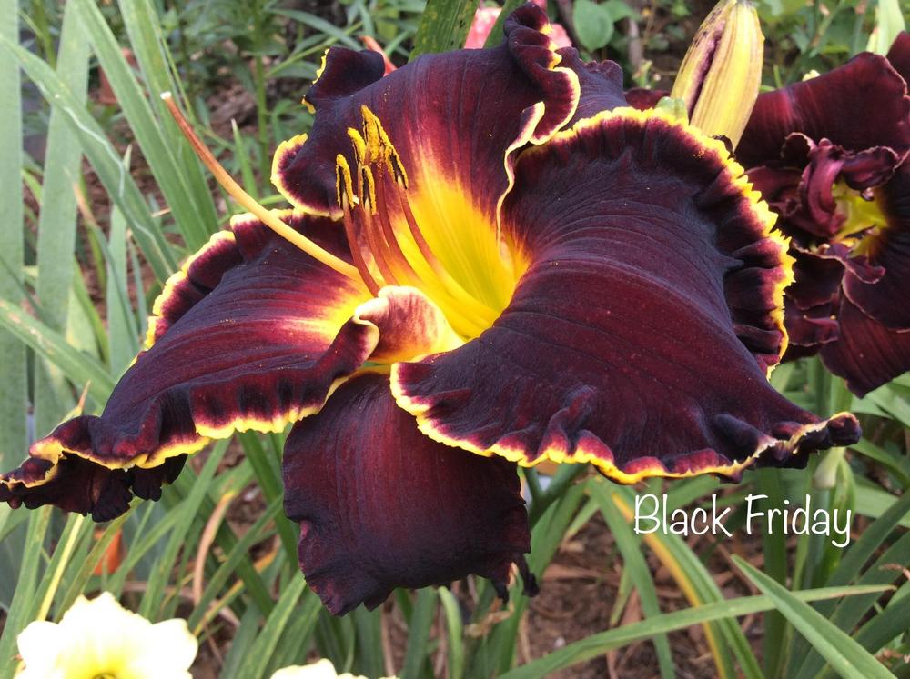 Daylily (Hemerocallis 'Black Friday') in the Daylilies Database