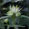 Astrantia major 'Shaggy'