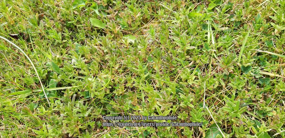 Emerging Yellow Rattle Photo of the emerging growth of Yellow Rattle (Rhinanthus minor) posted ...