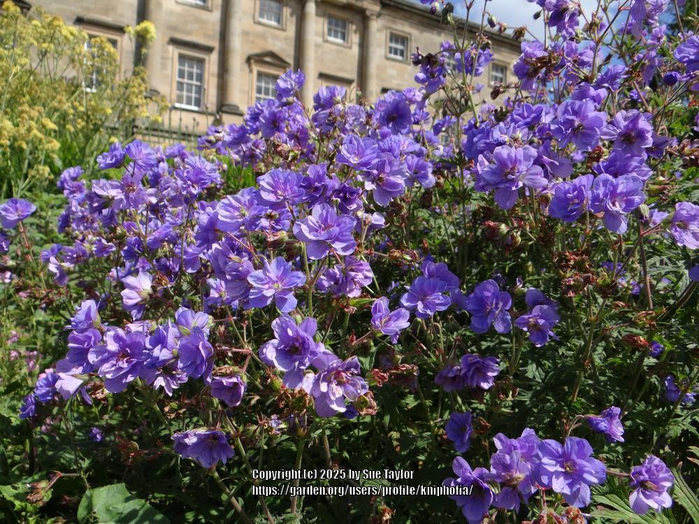 Himalayan Geranium (Geranium himalayense 'Plenum') in the Geraniums ...