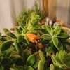 I just love this succulent, there were more blooms later but can'
