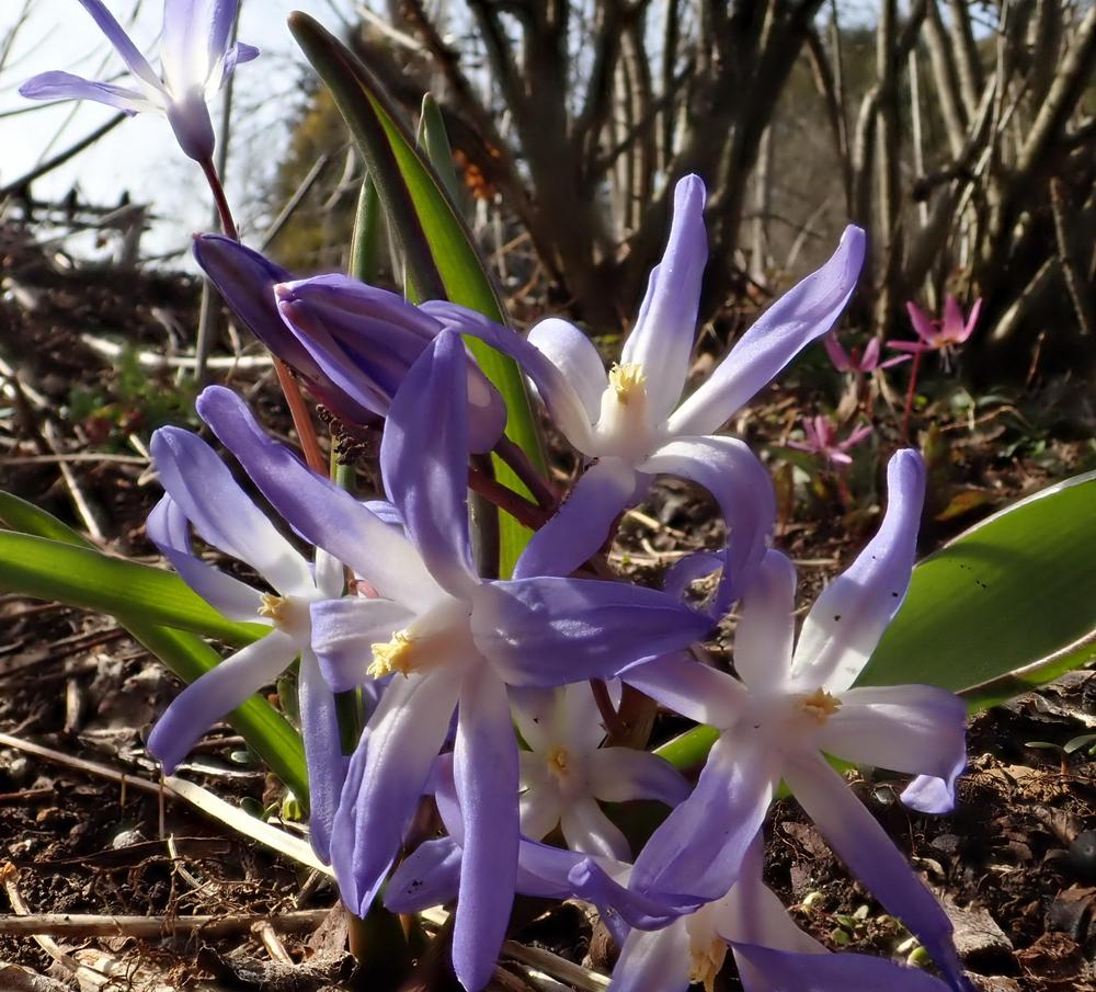 Glory of the Snow (Scilla forbesii 'Blue Giant') - Garden.org