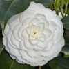 Beautiful to see a Margarete Hertrich in full bloom.