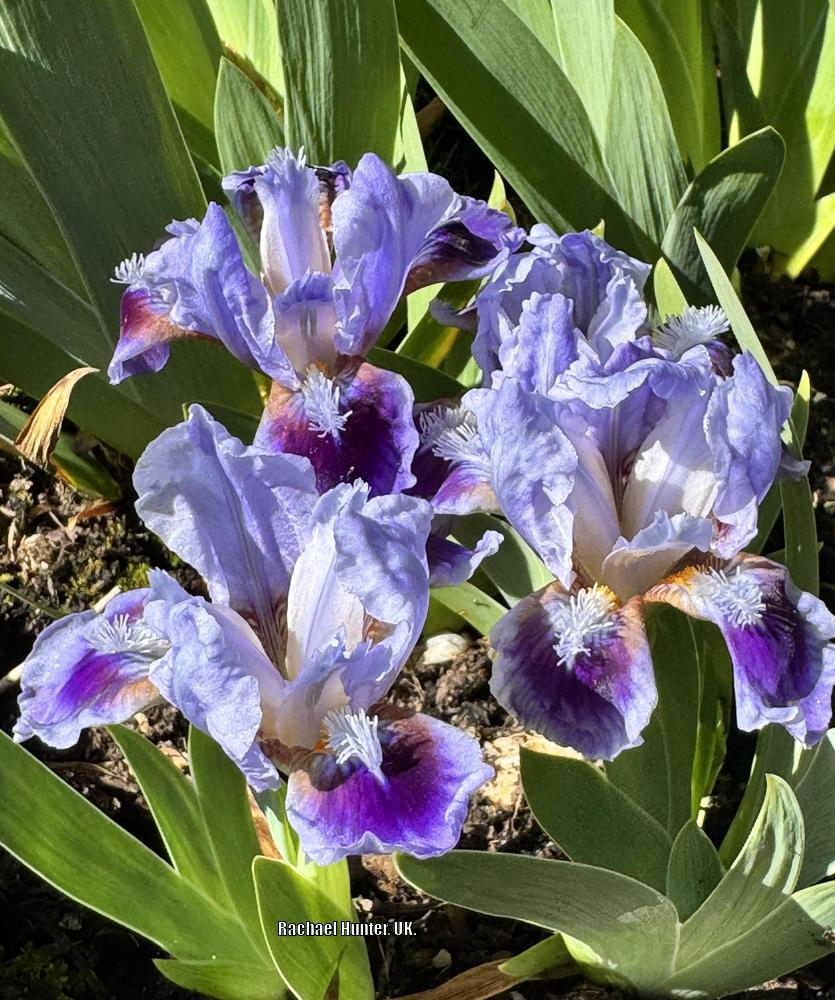 Miniature Dwarf Bearded Iris (Iris 'Extra') in the Irises Database ...
