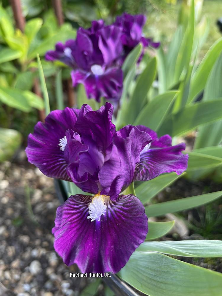 Miniature Dwarf Bearded Iris (Iris 'Wise') in the Irises Database ...