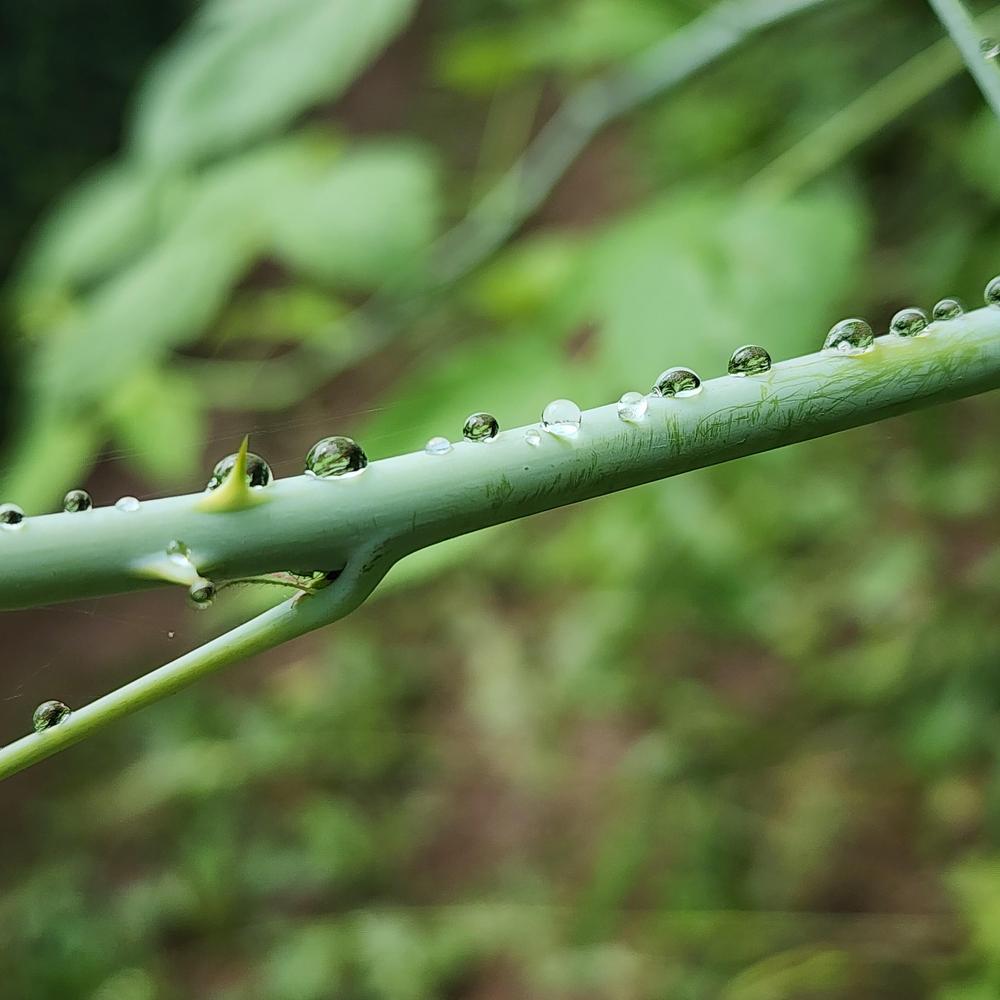 Photo of the stem, scape, stalk or bark of Black Raspberry (Rubus ...