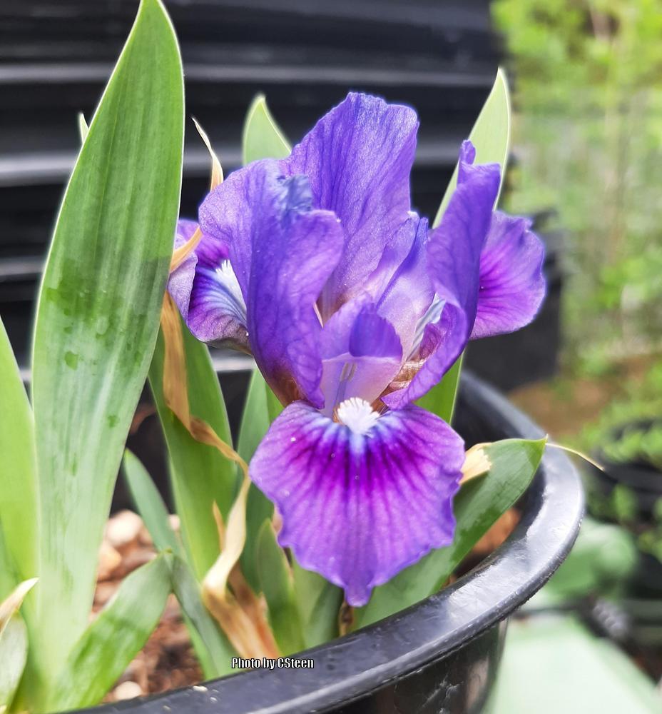 Photo of the bloom of Miniature Dwarf Bearded Iris (Iris 'Inky Elf ...