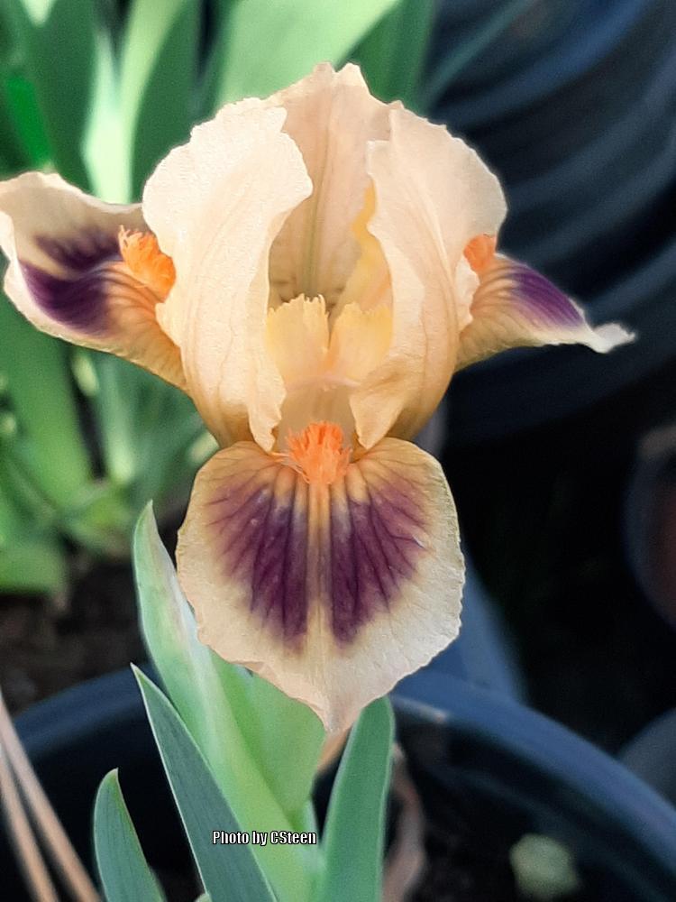 Photo of the bloom of Miniature Dwarf Bearded Iris (Iris 'Fairy Firefly ...