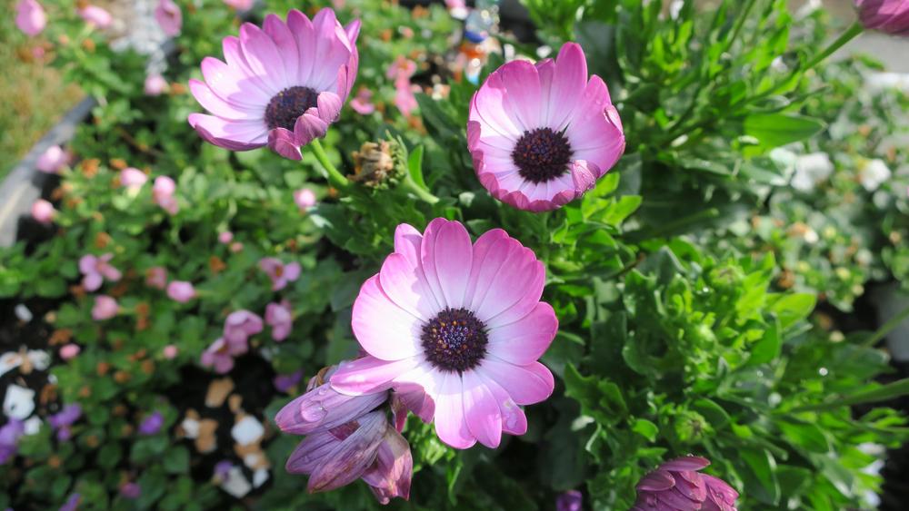 African Daisy (Osteospermum Margarita® Pink Flare) - Garden.org