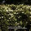 Clematis montana 'Alexander' Clematis montana 'Alexander'