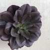 Echeveria Hortencia
