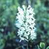  White-fringed orchid, Platanthera blephariglottis, # 633 (Vintag