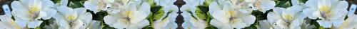 Thumb of 2025-05-18/RootedInDirt/548e1e
