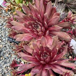 Uploaded by valleylynn
