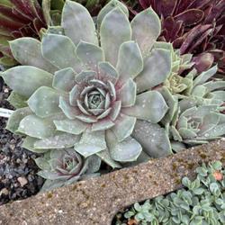 Uploaded by valleylynn