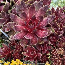 Uploaded by valleylynn