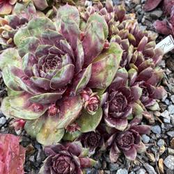 Uploaded by valleylynn