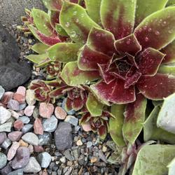 Uploaded by valleylynn