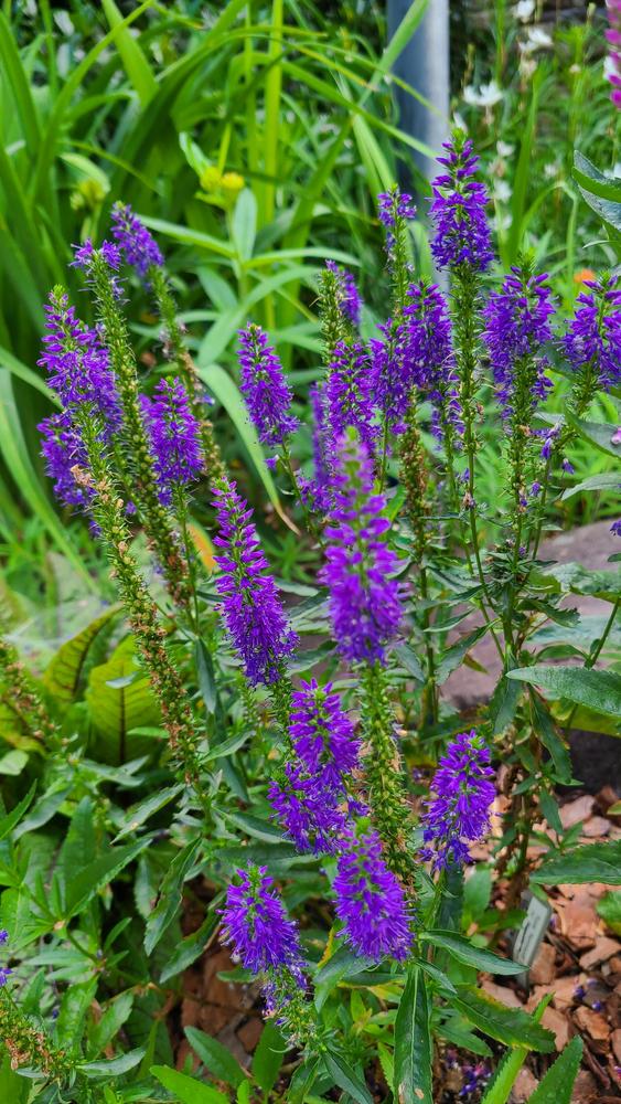 Veronica Raspberry Spike Speedwell (Veronica 'Royal Rembrandt') in the Veronicas Database ...