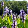 Pickerelweed (Pontederia cordata) in the wild