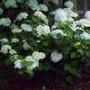 Most blooms are white, a few very pale pink, a few very pale blue