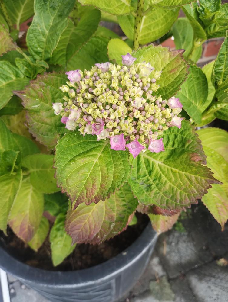 Should hydrangea leaves turn purple?! in the Hydrangeas forum - Garden.org