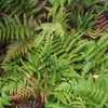 Full shade.  Has colonized over time - 12 years.  Many tiny babie