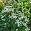 Clematis recta 'Midnight Masquerade'.