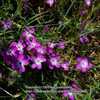 Agrostemma githago