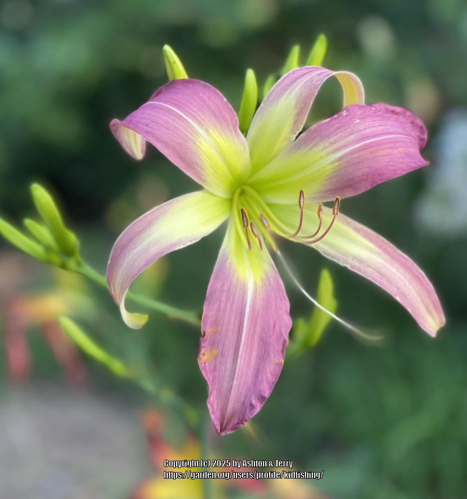Daylily (Hemerocallis 'Fairhope Lavender Tower') in the Daylilies