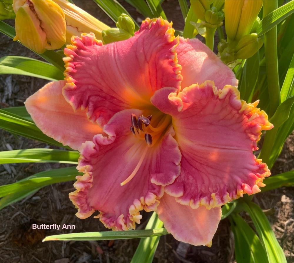 Daylily (Hemerocallis 'Butterfly Ann') in the Daylilies Database