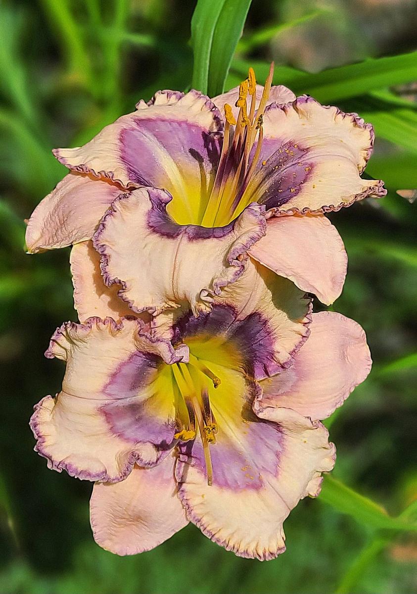 Daylily (Hemerocallis 'Spacecoast Forbidden Friends') in the