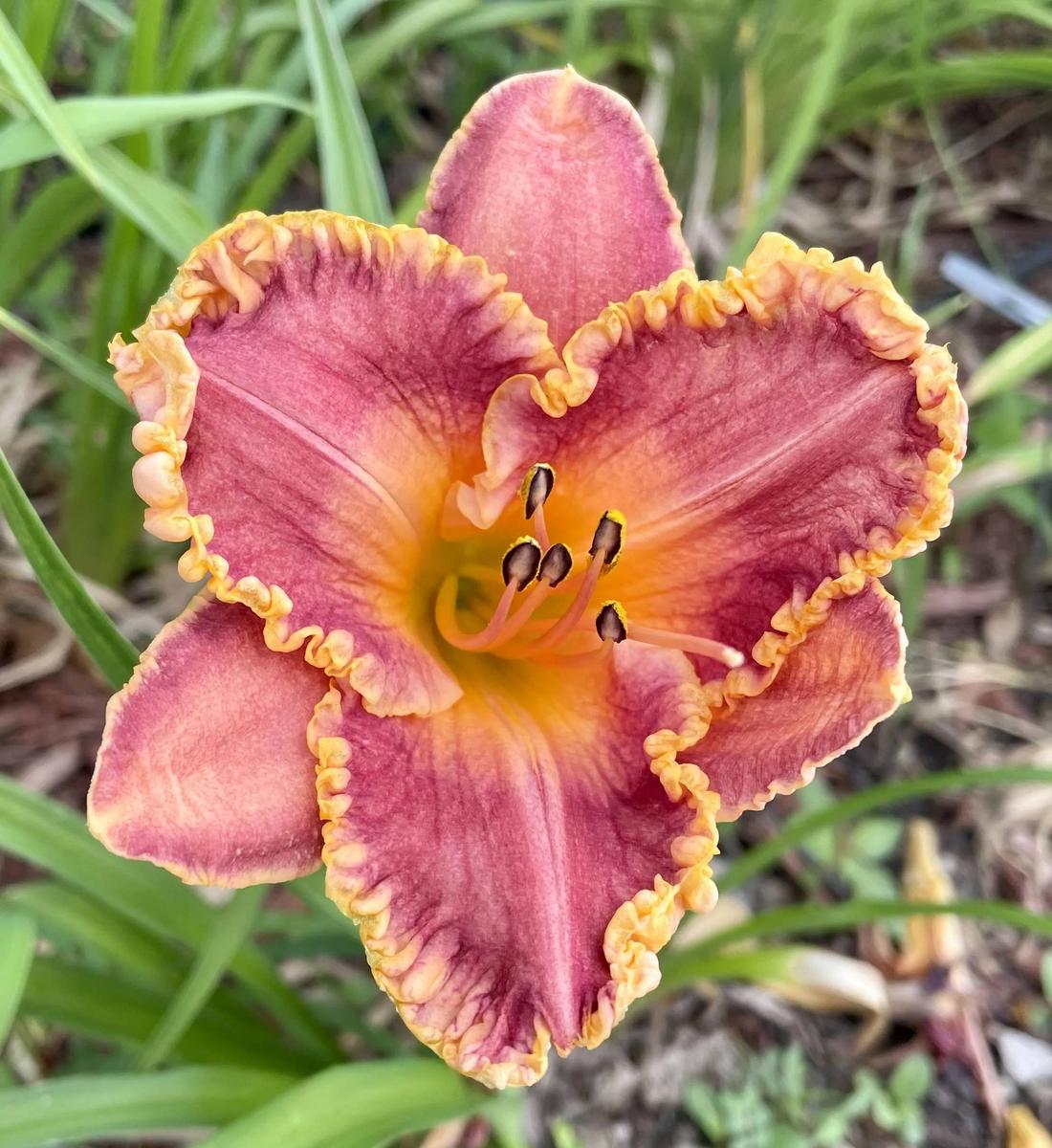 Daylily (Hemerocallis 'Spacecoast Cranberry Breeze') in the